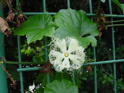 跡見群芳譜 野草譜 キカラスウリ