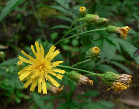 跡見群芳譜 野草譜 ヤナギタンポポ